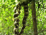 Monkey ladder