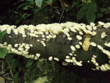 Mushrooms