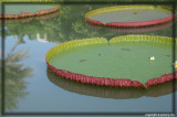 Lotus pond without blooming flowers