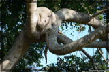 Elephant tree