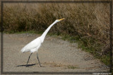 Great Egret crossing the path