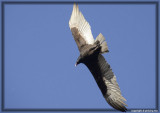 Grace: Turkey Vulture