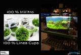New 64 liter aquascape by Oliver Knott - 100% Linea Cups  