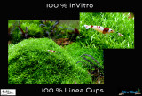 New 64 liter aquascape by Oliver Knott - 100% Linea Cups  