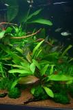 NEW Echinodorus Red Diamond (Tropica)