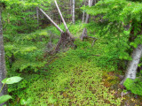 Gros Morne National Park, Newfoundland