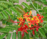 Malinche bloom