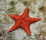 Starfish