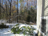 backyardTree4.jpg