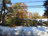 hiddenOakTree.jpg