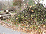 branches.jpg