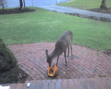 deerHouse.jpg