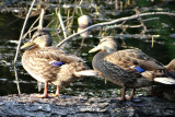 FarmingtonDucks.jpg