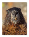 Marmot closeup