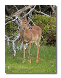 White-tailed Deer