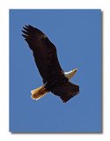 Bald Eagle in Flight