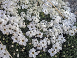 Cushion Phlox