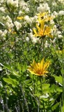 Big-leaf Balsamroot