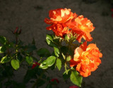 A Rose Garden Bouquet