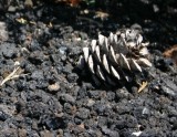 Limber Pine Cone