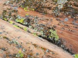 Lichens Filling the Gaps