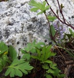 Ballhead Waterleaf