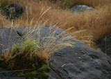 Some of it <i>isnt</i> cheatgrass