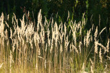 Grasses at Fish Lake