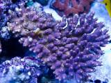 IMG_4196.jpg