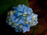 Hydrangea