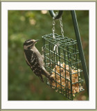 Downy Woodpecker at the Buffet Bar