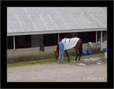 Backstretch Stables