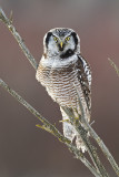 northern hawk owl 022511_MG_6183