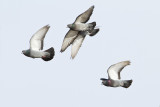 rock pigeons 022611_MG_6586