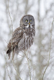 great gray owl 030511_MG_7356