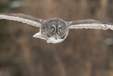 great gray owl 031211A16T0374