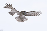 great gray owl 022511IMG_6058