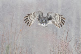 great gray owl 032211_MG_0390