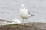 mew gull 041011_MG_1142