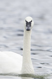 trumpeter swan 040911_MG_0945