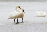 trumpeter swans 041111_MG_2099