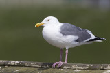 western gull 040911_MG_0364