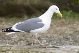 western gull 040911_MG_0855