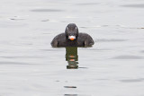 white-winged scoter 040911_MG_0134