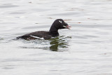 white-winged scoter 040911_MG_0147