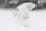 ring-billed gull 041411_MG_2674