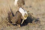 greater sage-grouse 042411_MG_8964