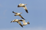 snow geese 050811_MG_6511