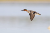 green-winged teal 051811_MG_4284
