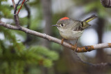 ruby-crowned kinglet 052811_MG_7664